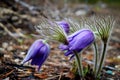 Beautiful violet snowdrops in the forest, first spring flowers. Macro image.