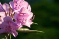 Beautiful violet tiger lilies in sunlight with copy space