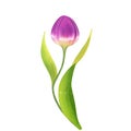 Beautiful violet tulip