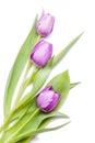 Beautiful violet tulips flat lay on white background.