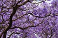 Beautiful violet vibrant jacaranda in bloom.