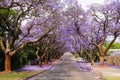 Beautiful violet vibrant jacaranda in bloom. Royalty Free Stock Photo