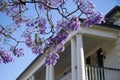 Beautiful violet jacaranda trees in South Australia. Purple bloom for spring or summer background. Romantic style. Royalty Free Stock Photo