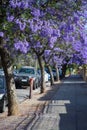 Beautiful violet jacaranda trees in South Australia. Purple bloom for spring or summer background. Romantic style. Royalty Free Stock Photo