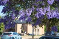 Beautiful violet jacaranda trees in South Australia. Purple bloom for spring or summer background. Romantic style. Royalty Free Stock Photo