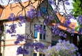 Beautiful violet jacaranda trees in South Australia. Purple bloom for spring or summer background. Romantic style. Royalty Free Stock Photo