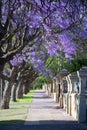 Beautiful violet jacaranda trees in South Australia. Purple bloom for spring or summer background. Romantic style. Royalty Free Stock Photo