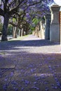 Beautiful violet vibrant jacaranda trees in South Australia. Purple bloom for spring or summer background. Romantic style. Royalty Free Stock Photo
