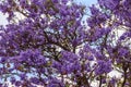 Beautiful violet vibrant jacaranda tree Royalty Free Stock Photo