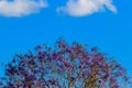 Beautiful violet vibrant jacaranda tree Royalty Free Stock Photo