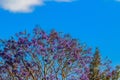 Beautiful violet vibrant jacaranda tree Royalty Free Stock Photo