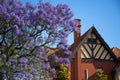 Beautiful violet vibrant jacaranda trees in South Australia. Purple bloom for spring or summer background. Romantic style. Royalty Free Stock Photo