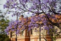 Beautiful violet vibrant jacaranda trees in South Australia. Purple bloom for spring or summer background. Romantic style Royalty Free Stock Photo