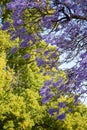 Beautiful violet vibrant jacaranda trees in South Australia. Purple bloom for spring or summer background. Romantic style Royalty Free Stock Photo