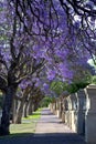 Beautiful violet vibrant jacaranda trees in South Australia. Purple bloom for spring or summer background. Romantic style Royalty Free Stock Photo