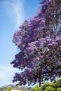 Beautiful violet vibrant jacaranda trees in South Australia. Purple bloom for spring or summer background. Romantic style Royalty Free Stock Photo