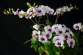Beautiful violet and white dendrobium orchid flowers on black background Royalty Free Stock Photo