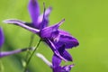 Beautiful violet wildflower, macro