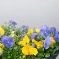 Beautiful violet and yellow blossoming pansies in the spring garden
