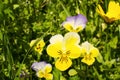 Beautiful violet and yellow pansies  close-up Royalty Free Stock Photo