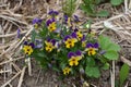 Beautiful violets of different flowers