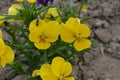 Beautiful violets of different flowers