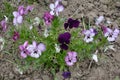 Beautiful violets of different flowers