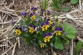 Beautiful violets of different flowers