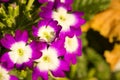 Beautiful violets in early autumn