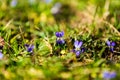 Beautiful violets Royalty Free Stock Photo