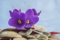 Beautiful Violets in flowerpot with blue background