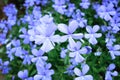 Beautiful violets meadow