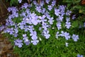 Beautiful violets meadow