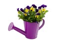 Beautiful violets in pink watering can Royalty Free Stock Photo