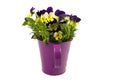 Beautiful violets in pink watering can Royalty Free Stock Photo