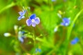 Wild forest violets.