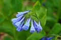 Beautiful Virginia Bluebells flower at full bloom Royalty Free Stock Photo