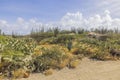 Beautiful vista of Aruba\'s desert landscape with cacti and other tropical flora, unique blend of arid beauty.