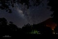 Beautiful vista starry night sky over silhouette trees in the park