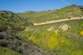 Beautiful vista of wildflowers, rolling hills and the San Andreas Fault along Highway 58 near Carrizo Plain National Monument in