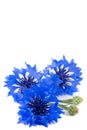 Beautiful vivid blue flowers of cornflower. Royalty Free Stock Photo