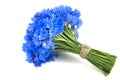 Beautiful vivid blue flowers of cornflower. Royalty Free Stock Photo