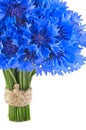 Beautiful vivid blue flowers of cornflower.