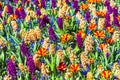 Beautiful vivid floral field in Holland Royalty Free Stock Photo