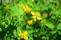 Gorgeous chelidonium forest, yellow celandine flowers growing in the courtyard of the house. Royalty Free Stock Photo