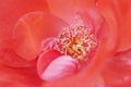 Beautiful vivid macro of rose pistil and stame Royalty Free Stock Photo