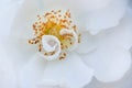 Beautiful vivid macro of rose pistil and stame Royalty Free Stock Photo