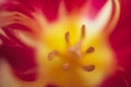 Beautiful vivid macro shot red tulip pistil and stamens Extreme close-up flower photography Royalty Free Stock Photo