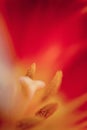 Beautiful vivid macro shot red tulip pistil and stamens Extreme close-up flower photography Royalty Free Stock Photo