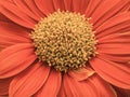 Beautiful vivid red petals of Mexican sunflower is flowering plant in Asteraceae family, known as the tree marigold or Japanese Royalty Free Stock Photo